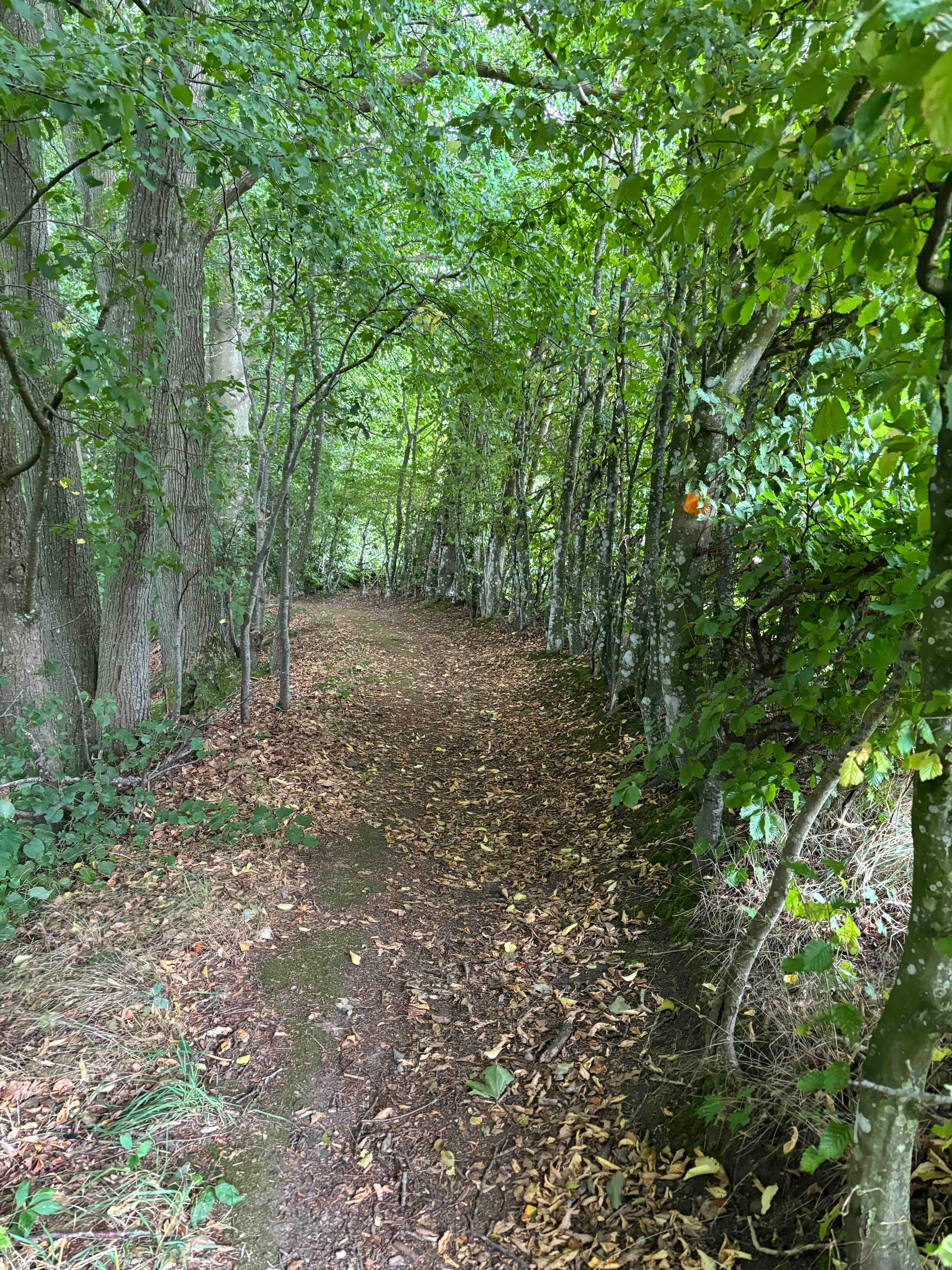 Forest recording location, Skåne Sweden