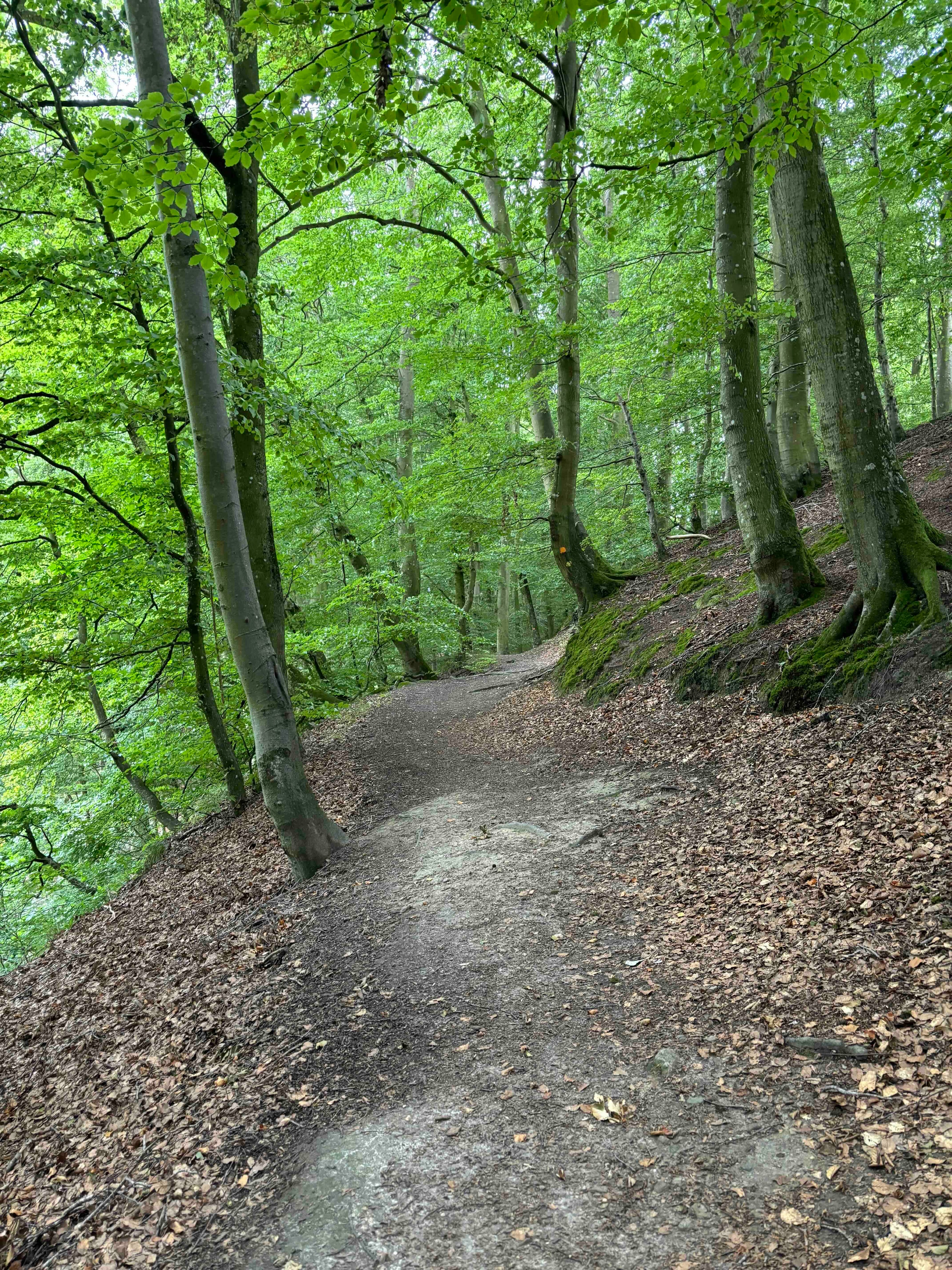 Dense forest ambisonic recording site
