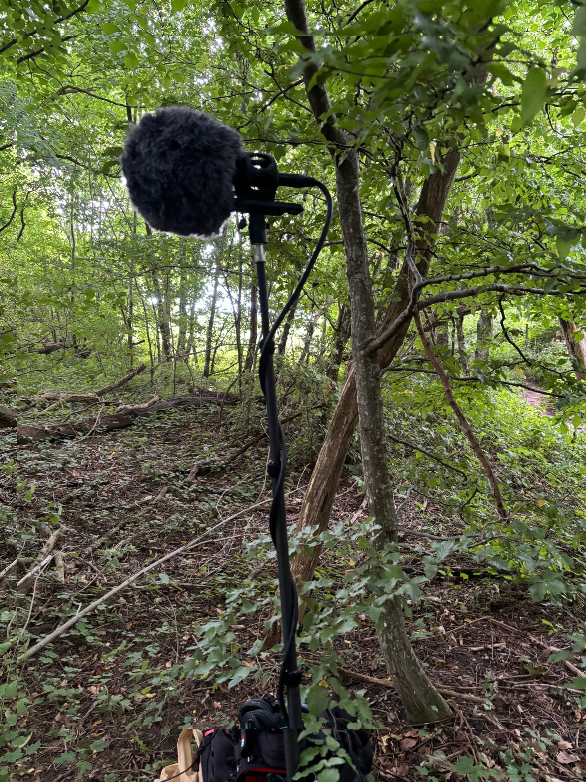 Røde NT-SF1 Ambisonic microphone on Manfrotto stand in forest